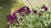 Sonoran Sky Elementary springs into gardening with new outdoor classroom