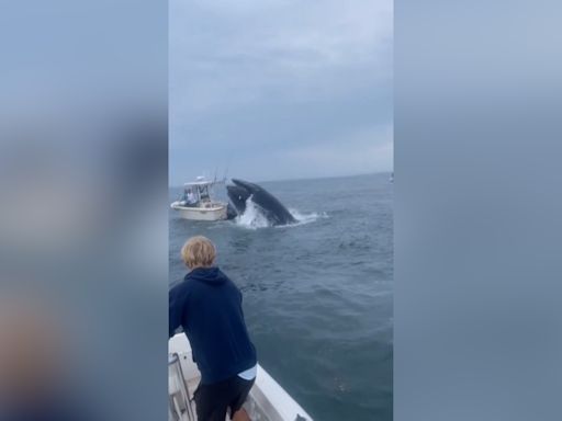 Watch: Moment whale capsizes fishing boat off New Hampshire