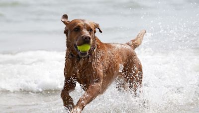 8 in 10 dog owners put off letting pets in water by sewage crisis – poll