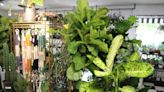 Famous in Oregon offers plants and gardening tips in Prosper