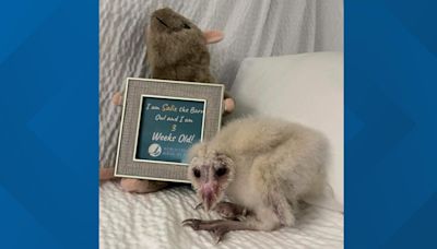 Welcome Salix: 'Birds of Prey' welcomes a new baby Barn owl