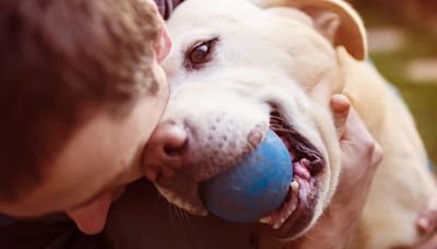 El olor del estrés humano afecta a las emociones de los perros, según un estudio