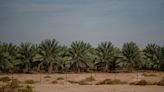 Guns and sheep: Settlers use shepherding outposts to seize West Bank land