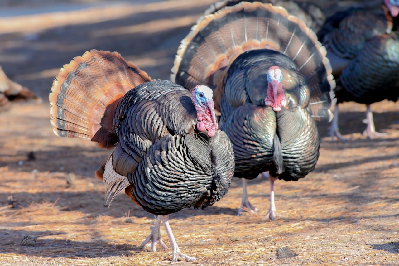 Spring 2024 turkey hunting season in New York begins