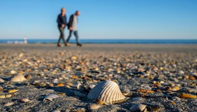 What beaches are best for seashells in Myrtle Beach SC area? Here’s where you should look