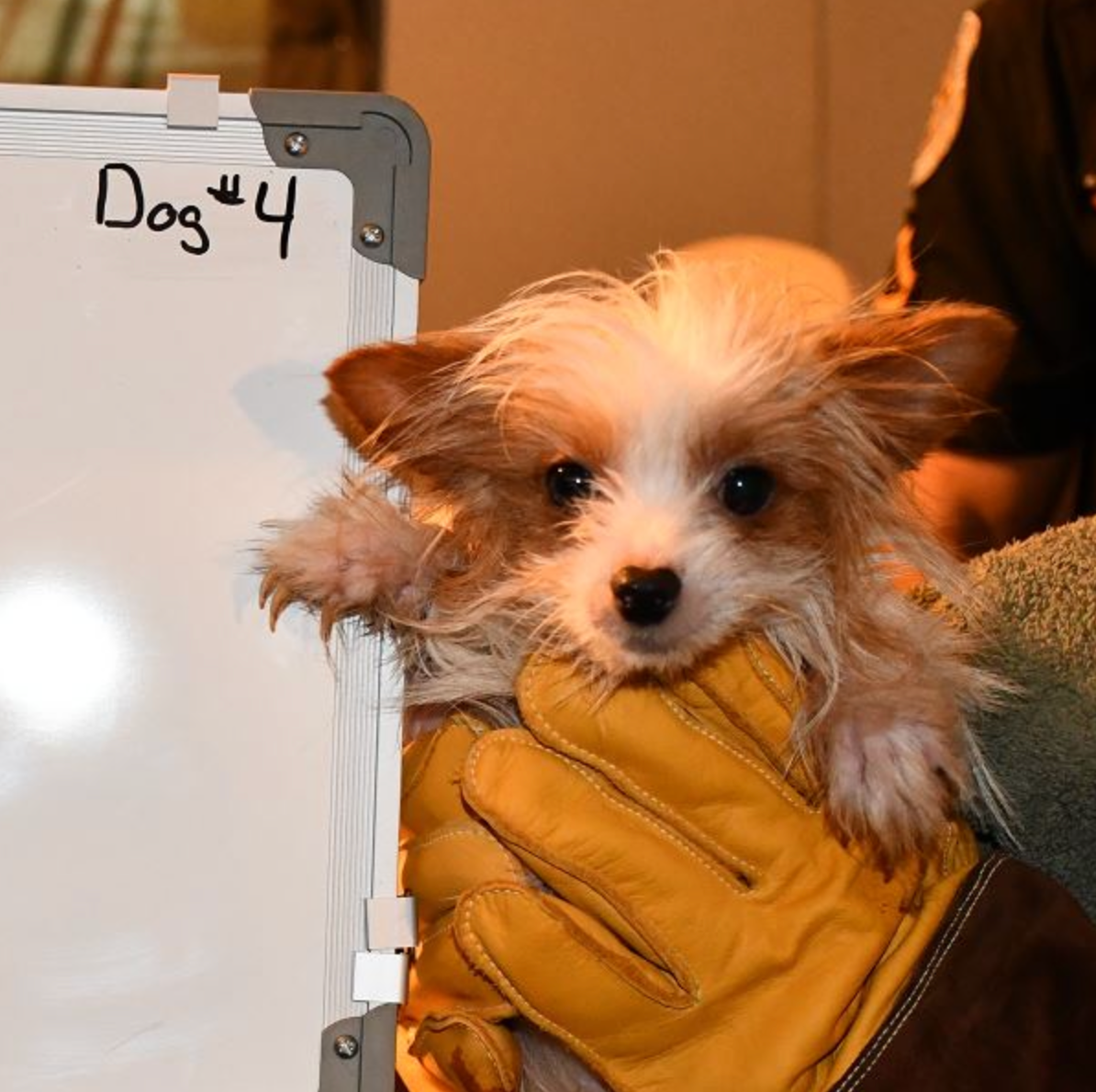 Anderson County Sheriff's Office conducts welfare check, rescues 26 dogs living in filth