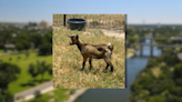 Missing a goat? Animal Services may have it