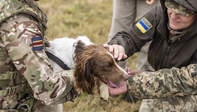 英國協訓烏克蘭軍犬領犬員 助除未爆彈