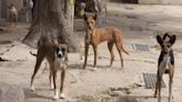 La Costera creará una perrera comarcal ante el caos de los animales abandonados