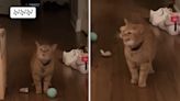 "I Go Meow" Kitty Singing: The Best Renditions Of The Internet's Favorite Cat