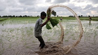 Latest News Today Live Updates August 1, 2024: IMD forecasts normal to above-normal rainfall for August, September