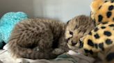 Cheetah mother adopts orphaned cub at Cincinnati Zoo