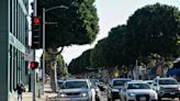 Editorial: Beverly Hills is chopping down ficus trees — and replacing them with palms? Bad idea