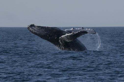 Humpback whale puts on a show, frolicking and breaching in Maine cove: ‘We’re in his home, he’s not in ours’ - The Boston Globe