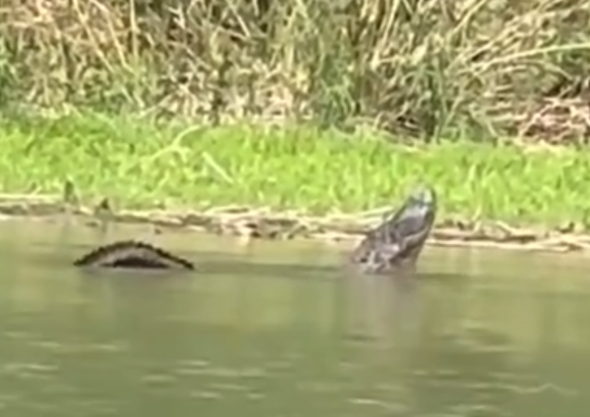 Angler spots large alligator along Rio Grande River in Texas