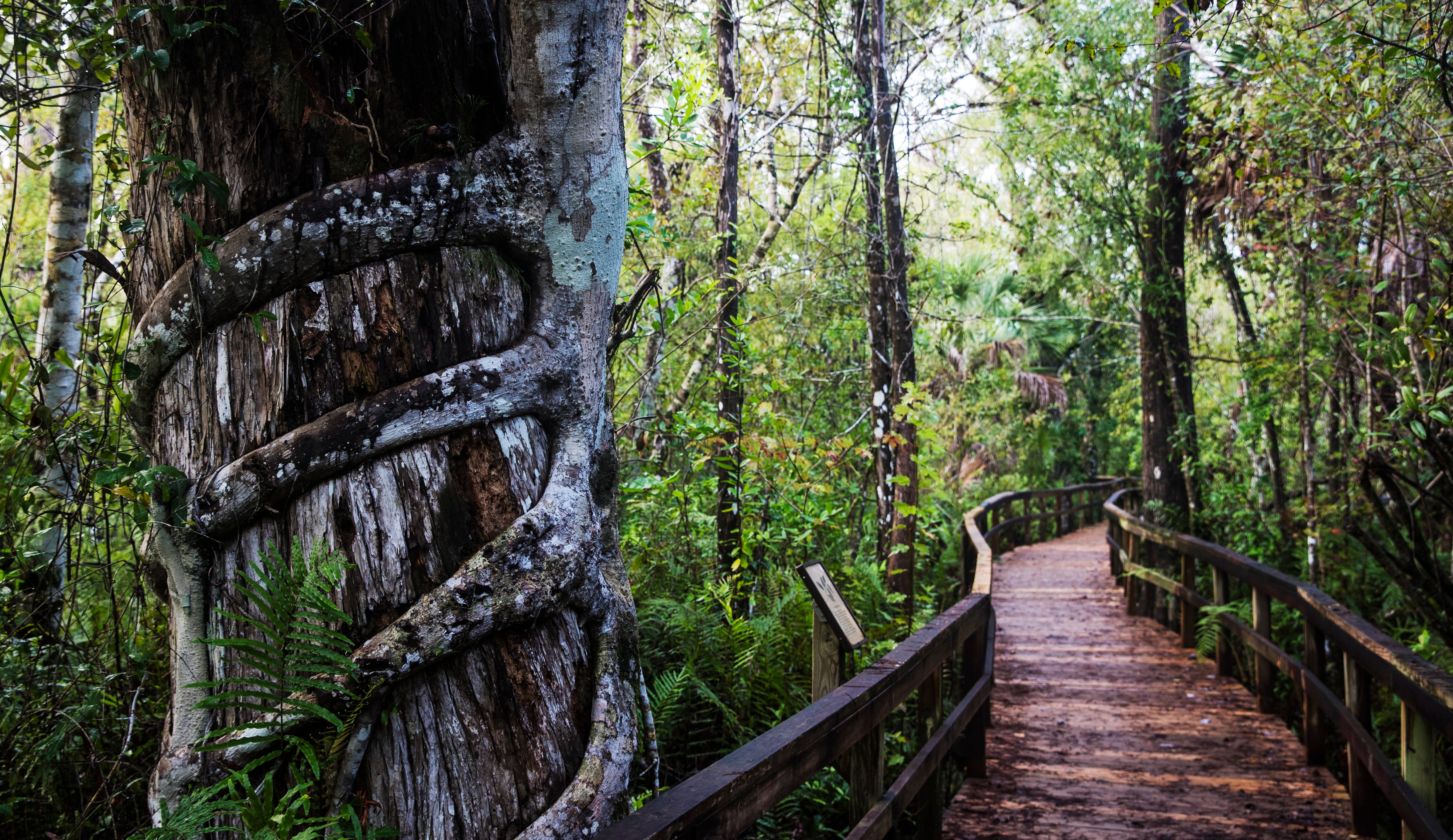 Things to do: Summer is a great time for a swamp hike in Collier County. What to know