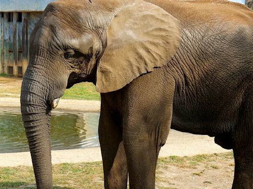 Celebrarán los 18 años del elefante “Monti” en Nuevo León: así puedes asistir a la fiesta
