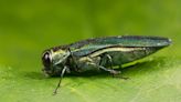 Emerald Ash Borer larvae found in Minnesota's Rock County