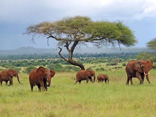 Gerald Winegrad: Reflections on wildlife conservation after African safari | COMMENTARY