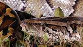 Sign up for the Florida Python Challenge in the Everglades