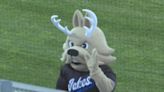 Grand Junction Jackalopes fall in home opener