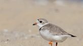 Gabby, a 14-year-old bird, is crucial to survival of piping plovers in Michigan