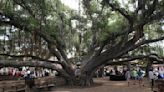 One of the largest banyan trees in the US and a 200-year-old church are among the beloved landmarks imperiled by Maui’s wildfires