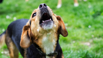Is your dog play barking? Here’s why, according to an expert