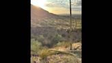 Huge cactus that was growing during the Civil War topples over in Arizona park. Why?