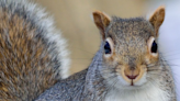 Ask Sam: What can we do about squirrels and chipmunks damaging our yard?