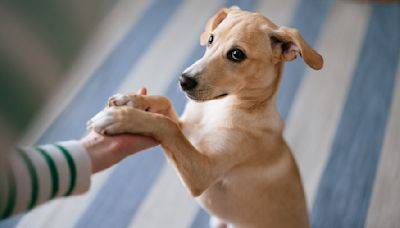 Why Do Dogs Put Their Paw on You? Canine Experts Explain What Your Pup May be Communicating