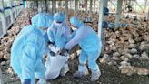 彰化大城鄉土雞場染禽流感 撲殺12210隻雞清場消毒
