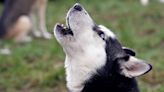 Why Do Huskies Scream, Howl, and Even Give You Sassy Back Talk?