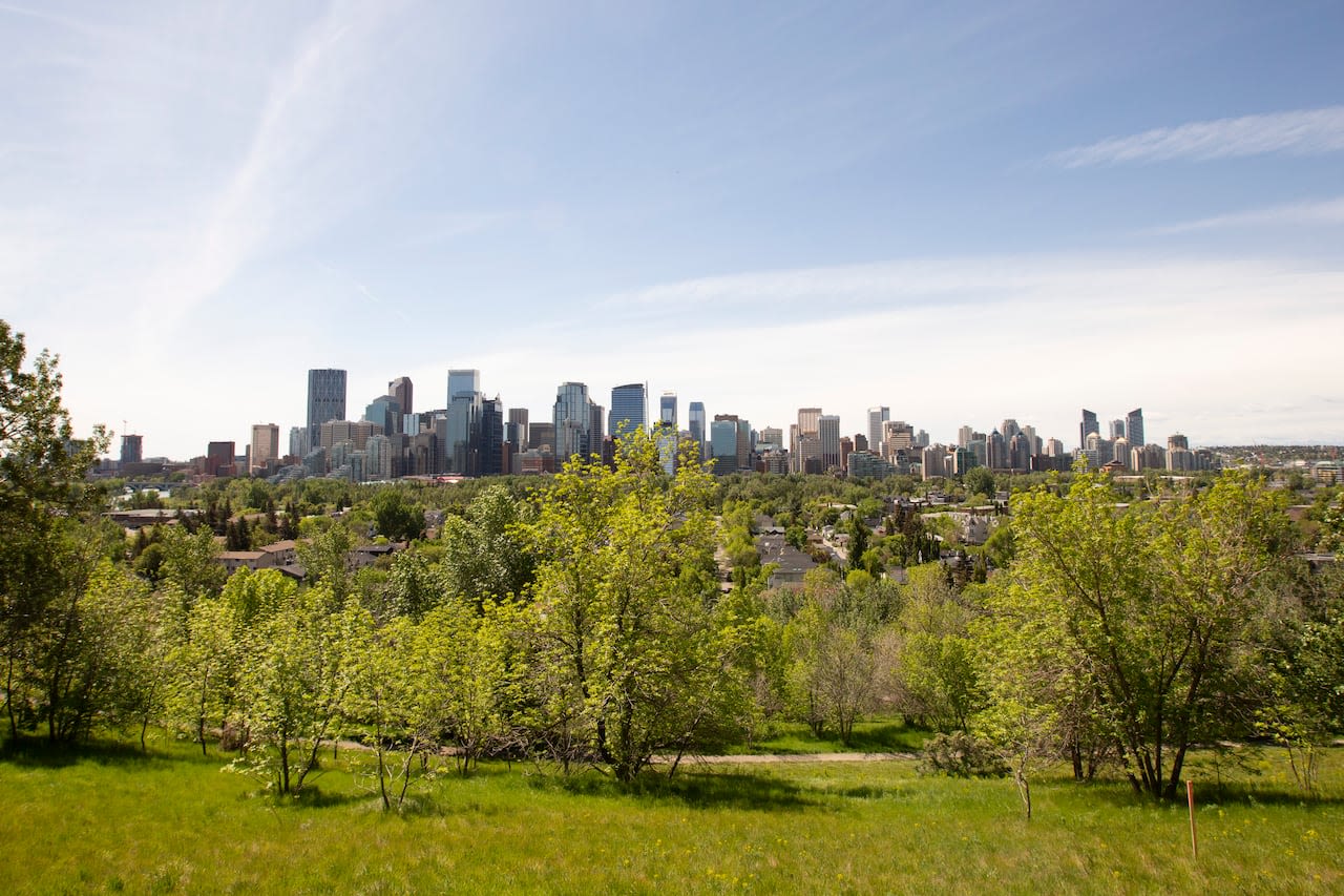 Why poplars are so popular in Calgary — in number, that is