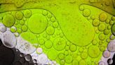 Mini “Chariots” Steered by Algae Could Assist Environmental Research