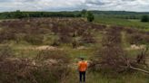 After 150 years, a Michigan family cherry orchard calls it quits