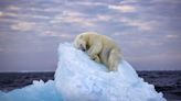 La "impresionante y conmovedora" foto de un oso somnoliento que se ganó el concurso de fotografía natural del Museo de Historia Natural de Londres