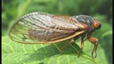 Chicago-area cicadas may soon be infected with STD that turns them into ‘zombies’