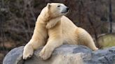 Polar bear at Calgary Zoo died by drowning following 'crushing' injury