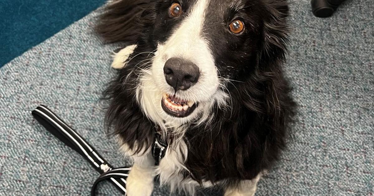 Eden Hospice of Cheyenne welcomes Bear, a certified therapy dog