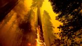 US takes emergency action to save sequoias from wildfires