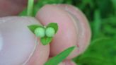 Tiny Plant Thought Extinct In Vermont Accidentally Rediscovered Over 100 Years Later