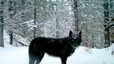 $25,000 reward offered for info on poisonings of wolves, eagles, dogs in Eastern Oregon