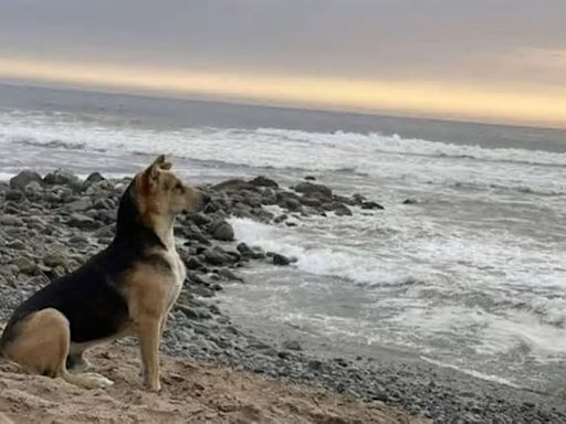 Conoce la historia real de Vaguito, el "Hachiko" peruano