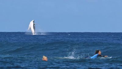 Humpback Whale Breaches During Paris 2024 Olympics Surfing Semifinals in Tahiti