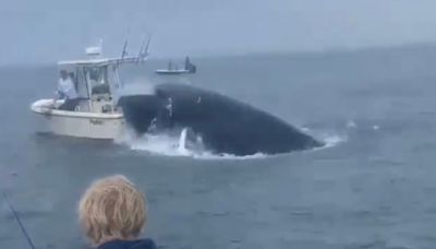 Whale Throwing 2 New Hampshire Men Overboard Has Internet Flipping Out