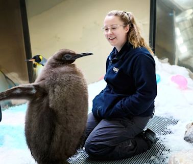 Pesto the baby penguin is already taller than his parents. Now he’s a social media star | CNN