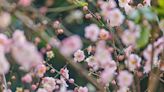 Here's How to Grow Prunus Mume (Plum Blossom Trees) for the Most Showy Blossoms