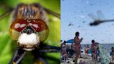 Enjambre de libélulas protagoniza escena ‘apocalíptica’ y sorprende a bañistas en playa de Rhode Island