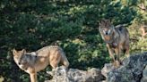 Wolf protection in Europe has become deeply political – Spain's experience tells us why